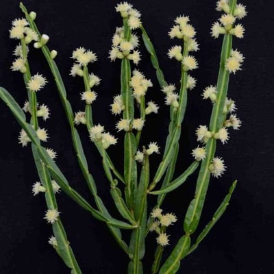Baccharis crispa — flower