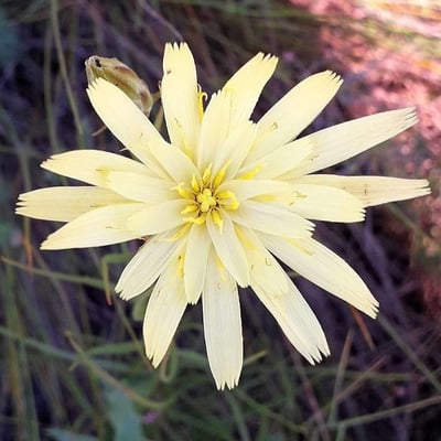 Scorzonera hispanica — flower