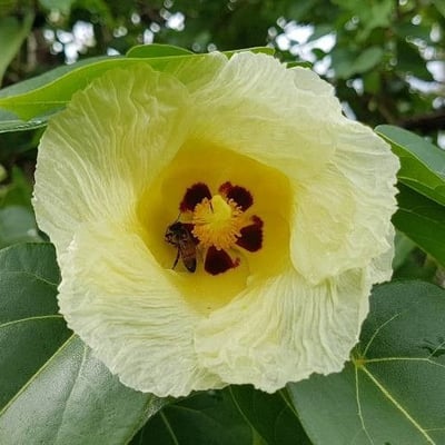 Thespesia populnea — flower