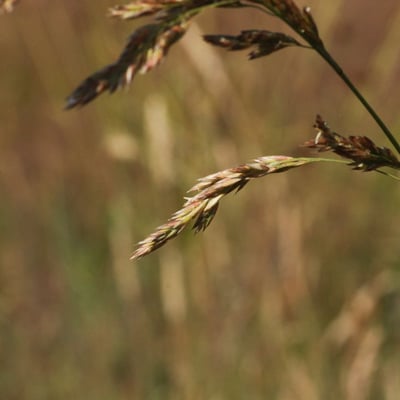 Festuca arundinacea — flower