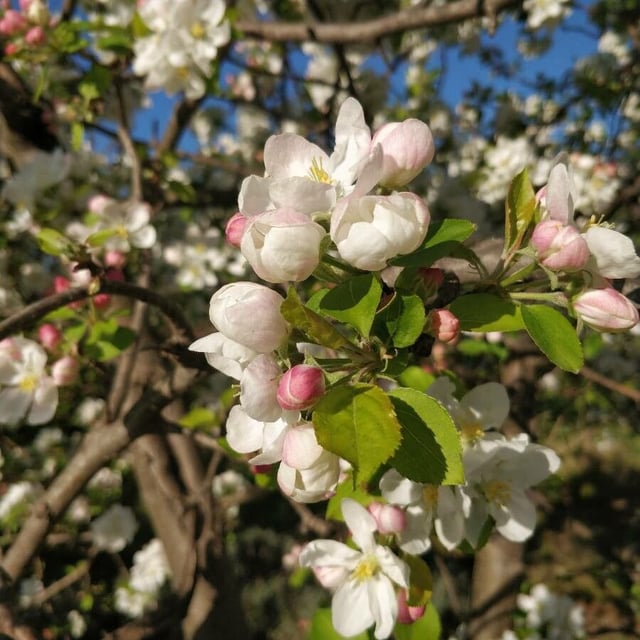 Malus sylvestris — flower
