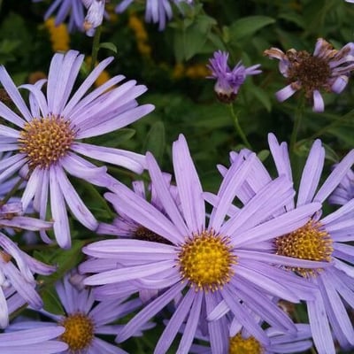 Aster amellus — flower