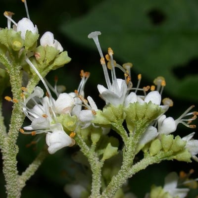 Callicarpa acuminata — flower