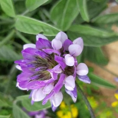 Bituminaria bituminosa — flower