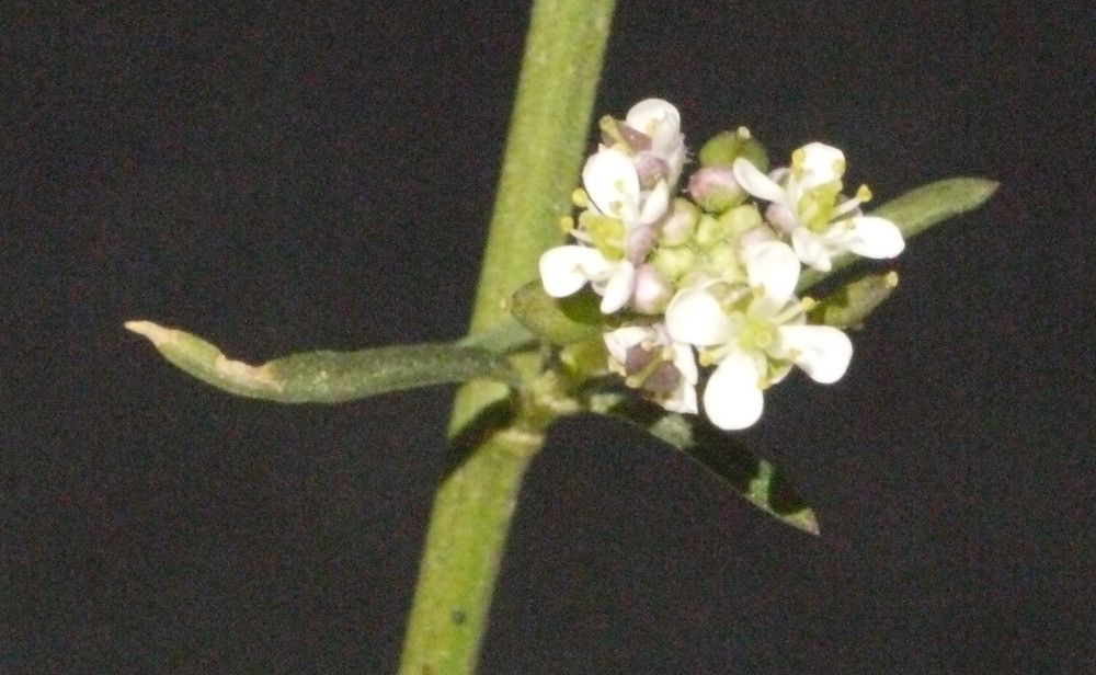Narrow-leaf pepperwort