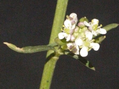 Narrow-leaf pepperwort