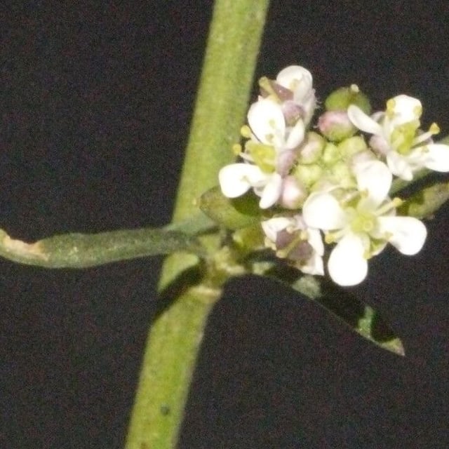Lepidium ruderale — flower