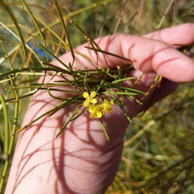 Sisymbrium loeselii — flower