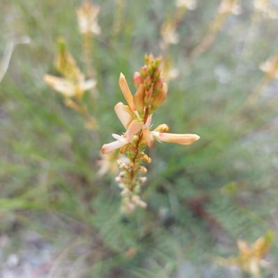 Onobrychis saxatilis — flower