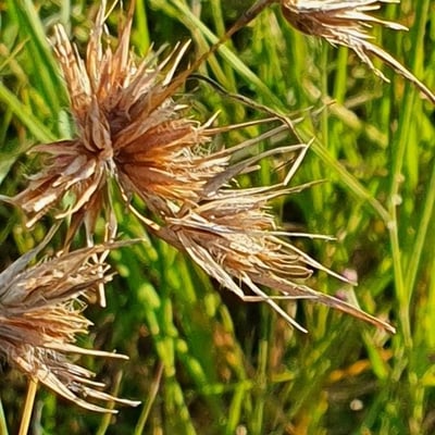 Themeda triandra — flower