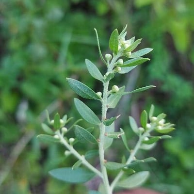 Baccharis dracunculifolia — flower