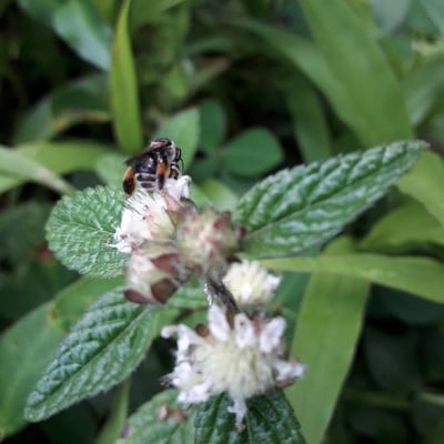 Hyptis atrorubens — flower