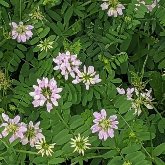 Securigera varia — flower