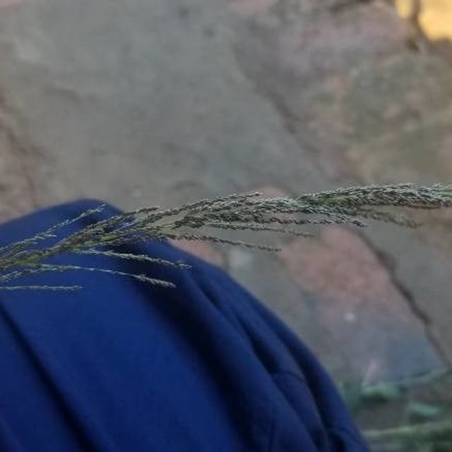 Sporobolus indicus — flower