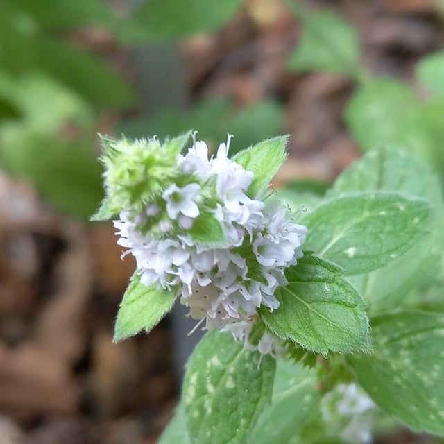 Mentha canadensis — flower