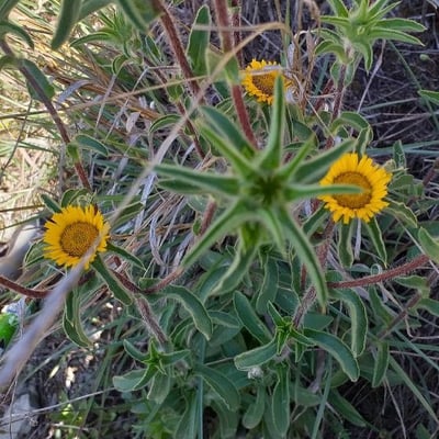 Pallenis spinosa — flower