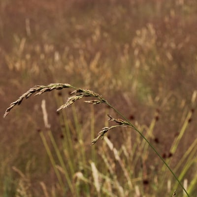 Festuca arundinacea — flower