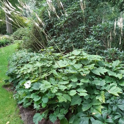 Actaea dahurica — leaf