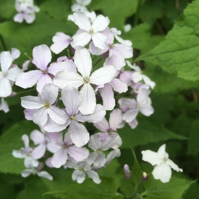 Lunaria rediviva — flower
