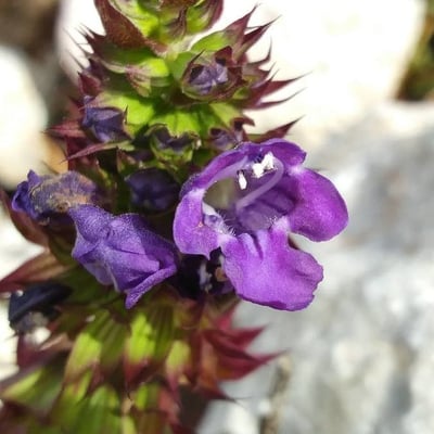 Horminum pyrenaicum — flower