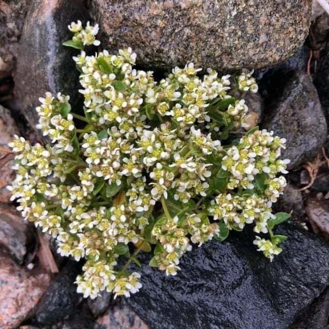 Cochlearia groenlandica — flower