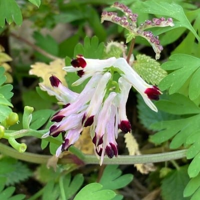 Fumaria capreolata — flower