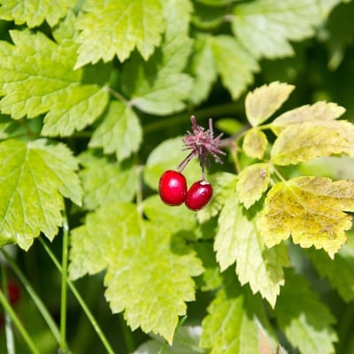 Actaea rubra — flower