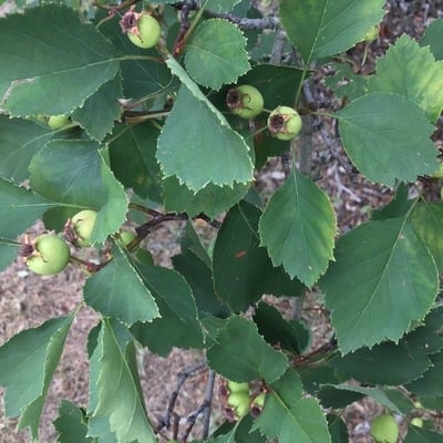 Crataegus intricata — fruit