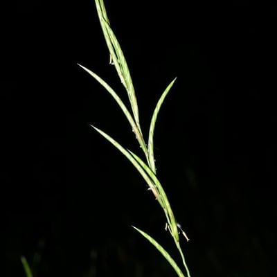 Brachypodium phoenicoides — flower