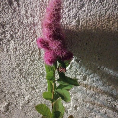 Spiraea douglasii — flower