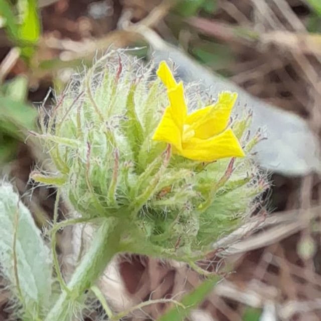Waltheria communis