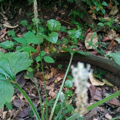 Adenocaulon bicolor — flower