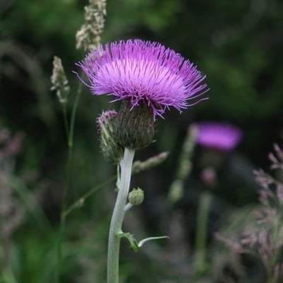Cirsium heterophyllum — flower