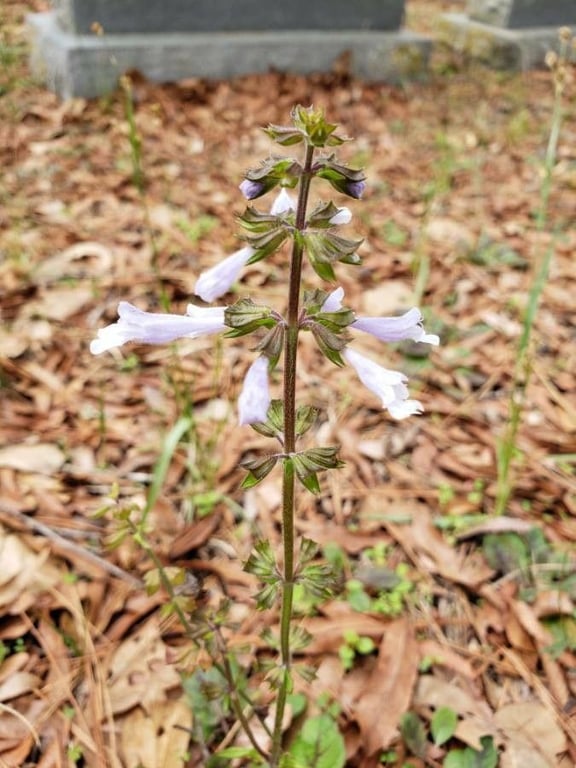 Lyre-leaf sage