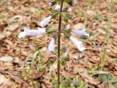 Lyre-leaf sage