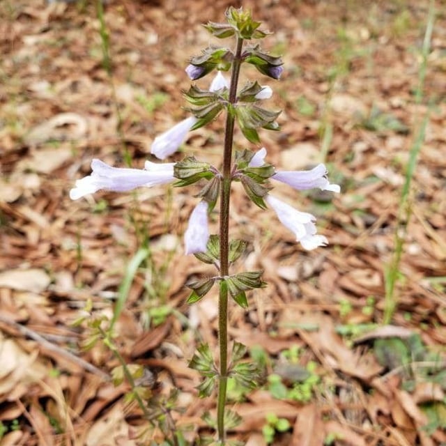 Salvia lyrata — flower