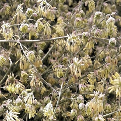Thalictrum minus — flower