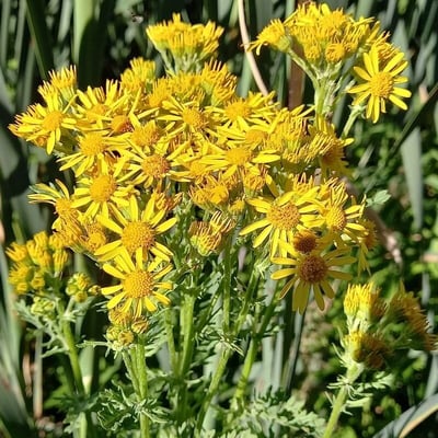 Jacobaea paludosa — flower