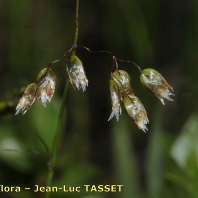 Anthoxanthum nitens — flower