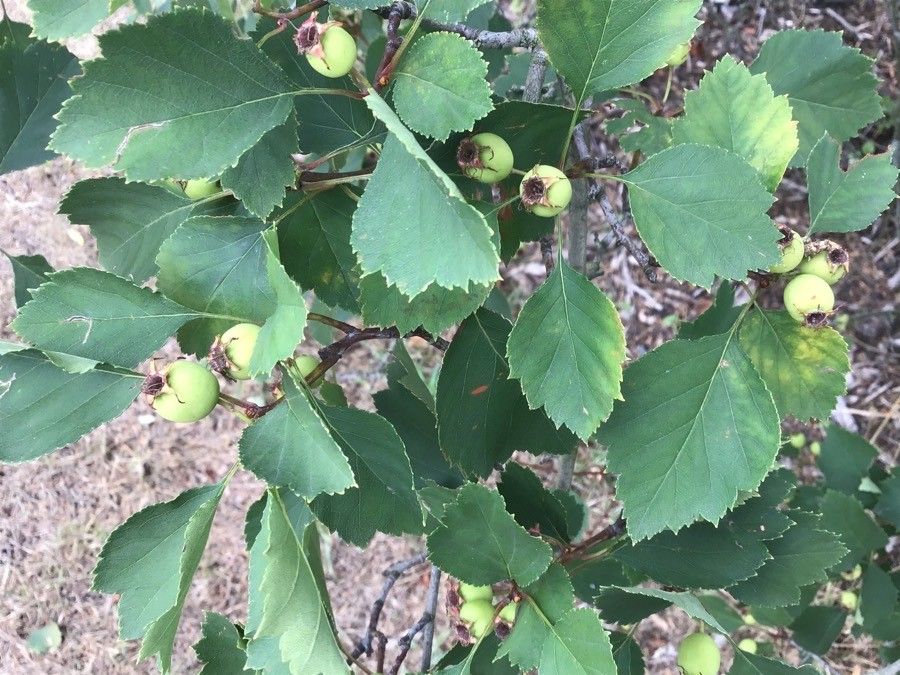 Lange's-thorn