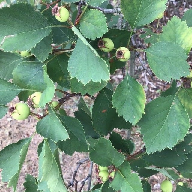 Lange's-thorn