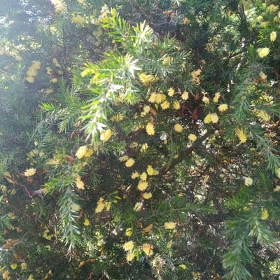 Acacia verticillata — flower