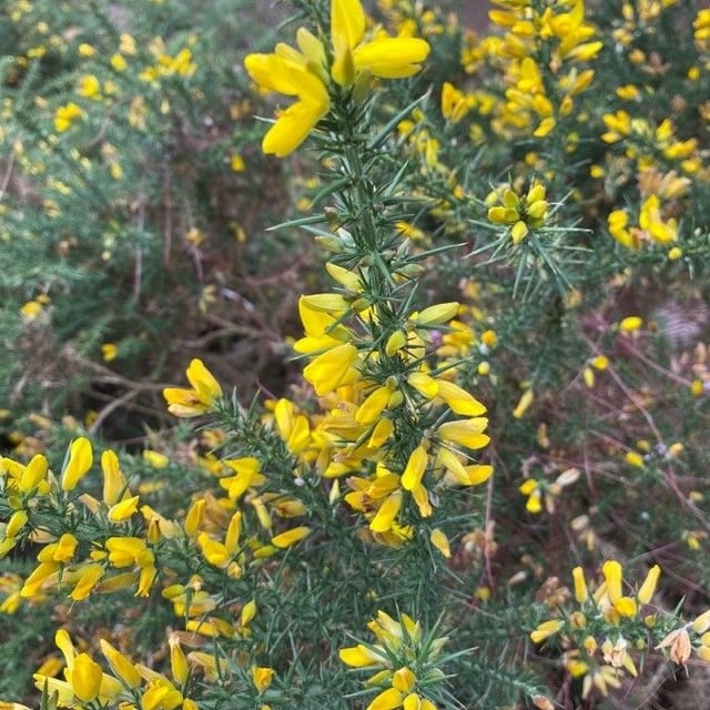 Ulex minor — flower