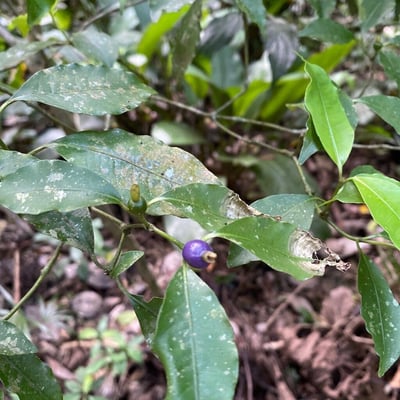 Psychotria leiocarpa — fruit