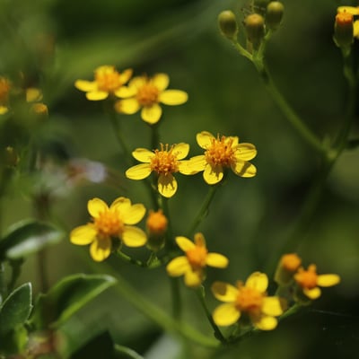 Senecio linearifolius — flower