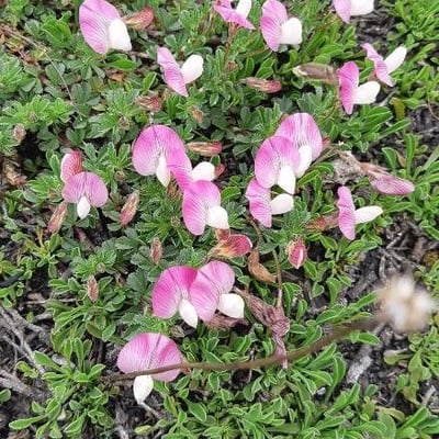 Ononis cristata — flower