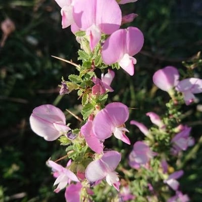Ononis spinosa — flower