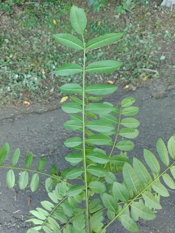 Zanthoxylum rhoifolium