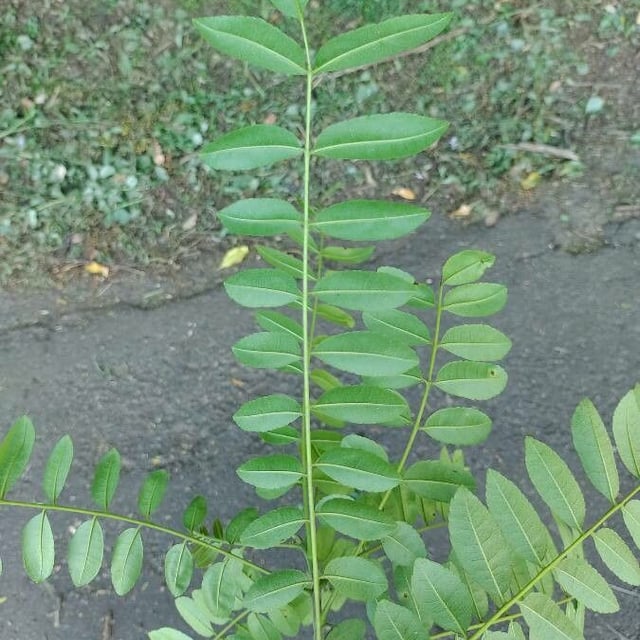 Zanthoxylum rhoifolium — leaf