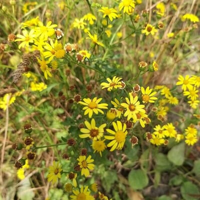 Jacobaea erratica — flower